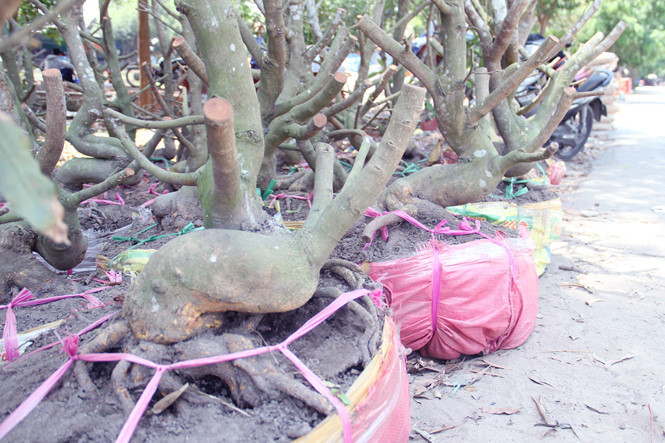 Người S&agrave;i G&ograve;n thu tiền tỉ nhờ b&aacute;n cả trăm gốc mai bonsai sau tết - ảnh 14