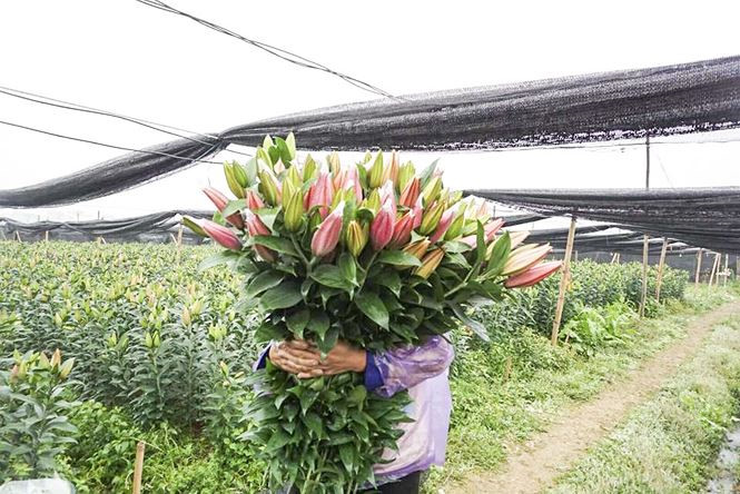 Hoa ly nở bung trên cánh đồng, nhiều người lỗ cả trăm triệu đồng - ảnh 12