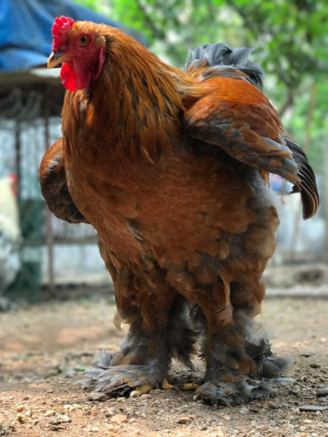 nu&ocirc;i g&agrave;,d&acirc;n chơi g&agrave;,g&agrave; cảnh,g&agrave; Đ&ocirc;ng Tảo,g&agrave; khổng lồ