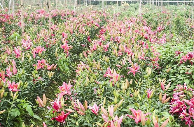 Hoa ly nở bung trên cánh đồng, nhiều người lỗ cả trăm triệu đồng - ảnh 7