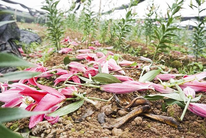 Hoa ly nở bung trên cánh đồng, nhiều người lỗ cả trăm triệu đồng - ảnh 1