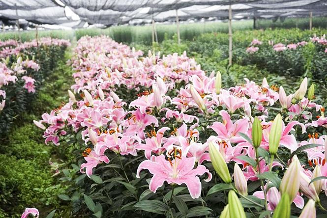 Hoa ly nở bung trên cánh đồng, nhiều người lỗ cả trăm triệu đồng - ảnh 9