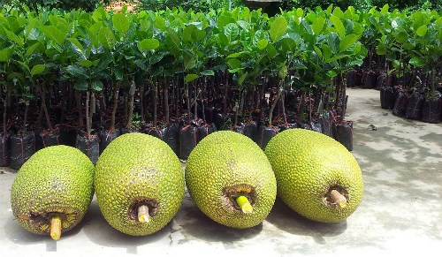 Lượng mít ngon đều được thương lái Trung Quốc săn đón.