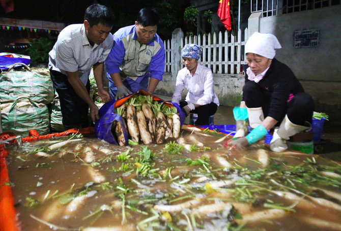 N&ocirc;ng d&acirc;n trắng đ&ecirc;m thu hoạch khi củ cải được 
