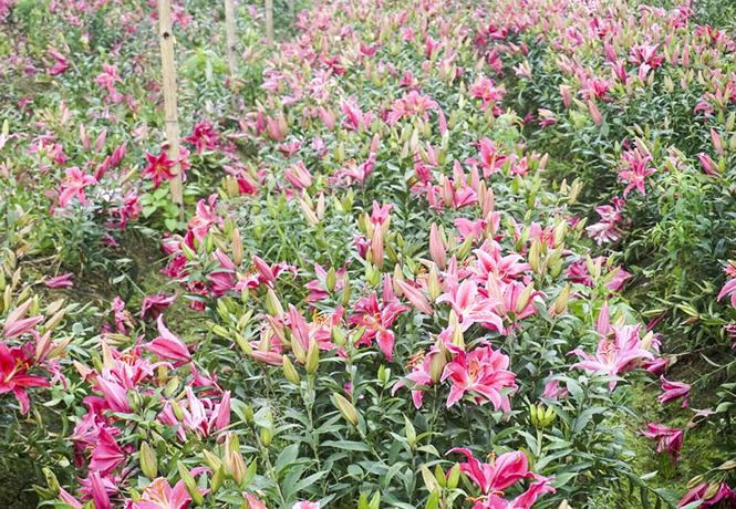Hoa ly nở bung trên cánh đồng, nhiều người lỗ cả trăm triệu đồng - ảnh 5