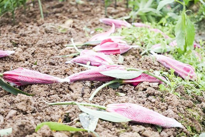 Hoa ly nở bung trên cánh đồng, nhiều người lỗ cả trăm triệu đồng - ảnh 2