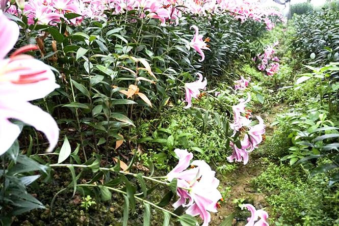Hoa ly nở bung trên cánh đồng, nhiều người lỗ cả trăm triệu đồng - ảnh 6