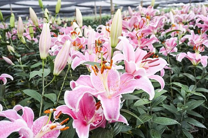 Hoa ly nở bung trên cánh đồng, nhiều người lỗ cả trăm triệu đồng - ảnh 3