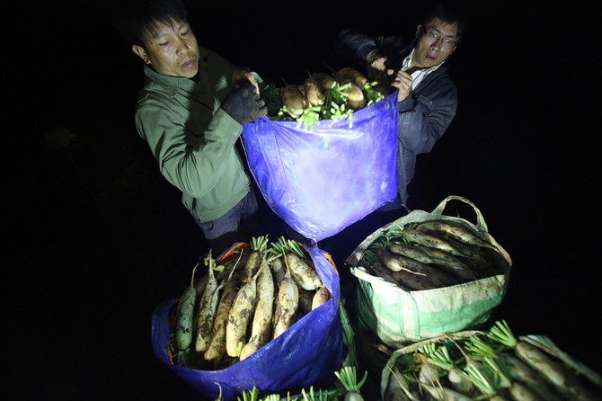 N&ocirc;ng d&acirc;n trắng đ&ecirc;m thu hoạch khi củ cải được 