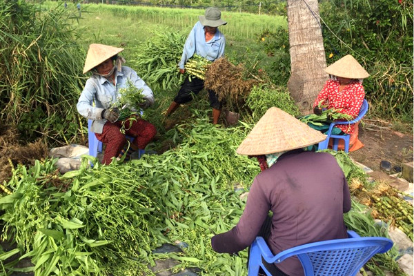 N&ocirc;ng d&acirc;n đang thu hoạch bồ c&ocirc;ng anh, trước khi đưa về nh&agrave; m&aacute;y chế biến. Ảnh: NVCC.