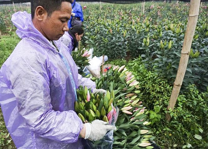 Hoa ly nở bung trên cánh đồng, nhiều người lỗ cả trăm triệu đồng - ảnh 11