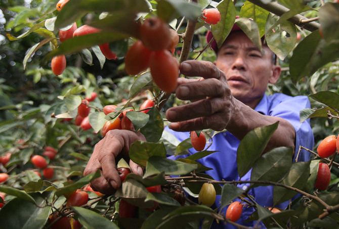 N&ocirc;ng d&acirc;n tất bật thu hoạch nh&oacute;t ch&iacute;n