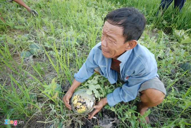 Cuu hanh tim, dua hau, cu cai, khoai tay... den bao gio? hinh anh 2