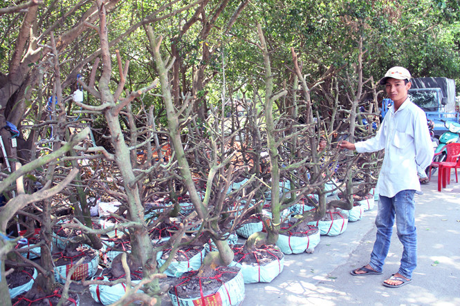 Người S&agrave;i G&ograve;n thu tiền tỉ nhờ b&aacute;n cả trăm gốc mai bonsai sau tết - ảnh 16