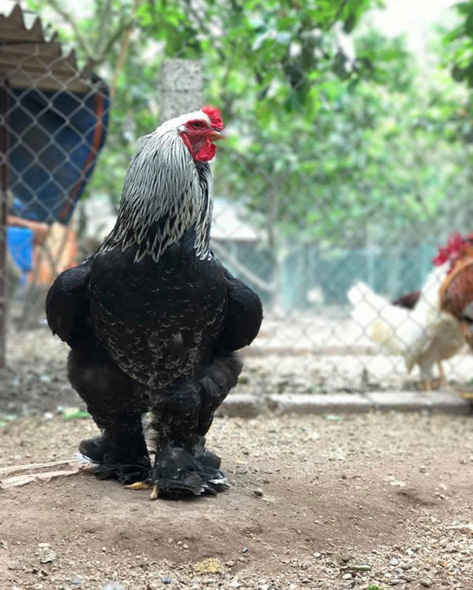 nu&ocirc;i g&agrave;,d&acirc;n chơi g&agrave;,g&agrave; cảnh,g&agrave; Đ&ocirc;ng Tảo,g&agrave; khổng lồ