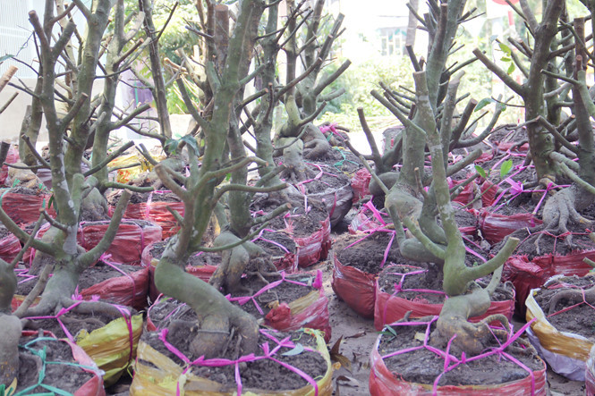 Người S&agrave;i G&ograve;n thu tiền tỉ nhờ b&aacute;n cả trăm gốc mai bonsai sau tết - ảnh 10