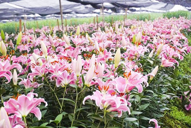 Hoa ly nở bung trên cánh đồng, nhiều người lỗ cả trăm triệu đồng - ảnh 4