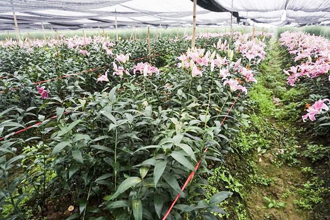Hoa ly nở bung trên cánh đồng, nhiều người lỗ cả trăm triệu đồng - ảnh 8