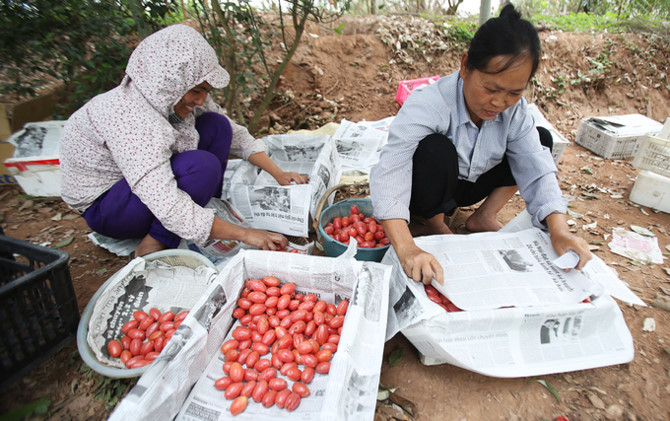 N&ocirc;ng d&acirc;n tất bật thu hoạch nh&oacute;t ch&iacute;n