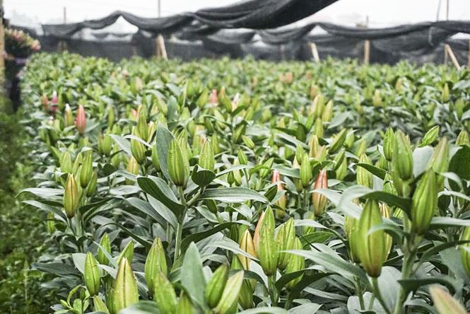 Hoa ly nở bung trên cánh đồng, nhiều người lỗ cả trăm triệu đồng - ảnh 13