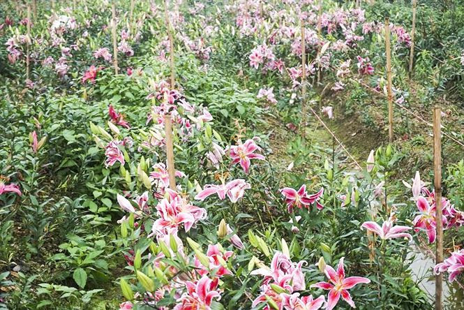 Hoa ly nở bung trên cánh đồng, nhiều người lỗ cả trăm triệu đồng - ảnh 14