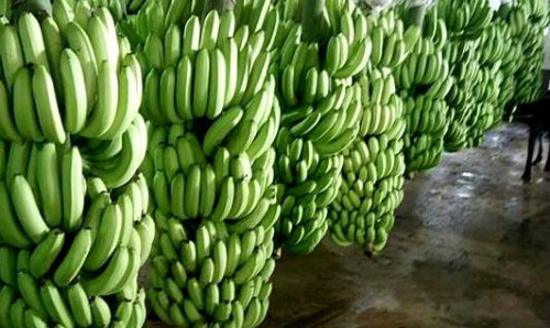Năm nay, chuối tại Tiền Giang chủ yếu xuất sang Trung Quốc.