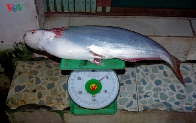 kiem hang chuc trieu nho san ca bong lau song hau hinh 9
