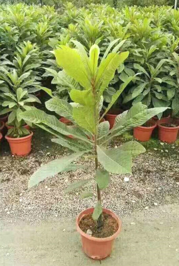 Giống c&acirc;y hồng xi&ecirc;m đang được người mua săn l&ugrave;ng.&nbsp;