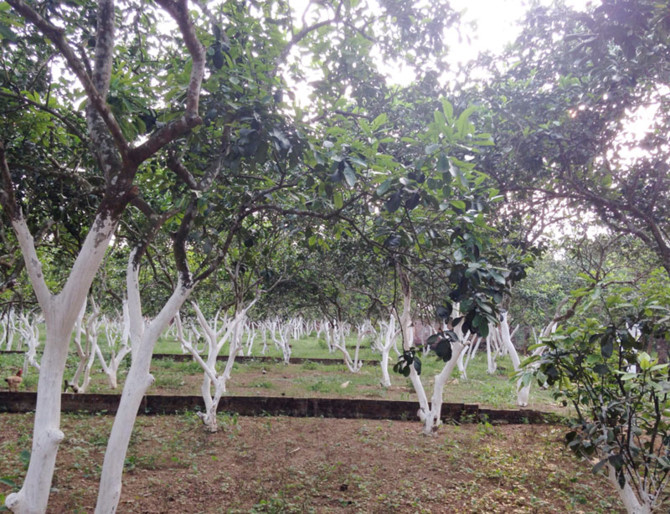 sốt đất thạch thất,đất phía tay,sốt đất nền,đất nền phía tây,Hòa Lạc