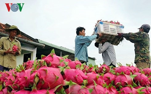 nông sản việt thứ được hét giá thứ nằm chờ giải cứu hình 2 nong san viet thu duoc het gia thu nam cho giai cuu hinh 2