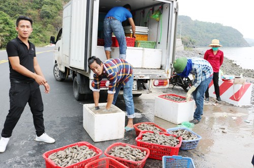 Mỏ vịt được bắt đến đ&acirc;u, thương l&aacute;i từ Quảng Ninh sang thu mua hết đến đ&oacute;. Ảnh: Giang Chinh