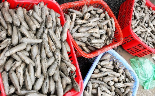 Trung b&igrave;nh mỗi ng&agrave;y, người d&acirc;n nơi đ&acirc;y bắt được v&agrave;i tấn mỏ vịt. Ảnh: Giang Chinh