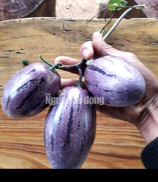 Kỹ sư trẻ trồng th&agrave;nh c&ocirc;ng dưa pepino t&iacute;m độc nhất Việt Nam - Ảnh 6.