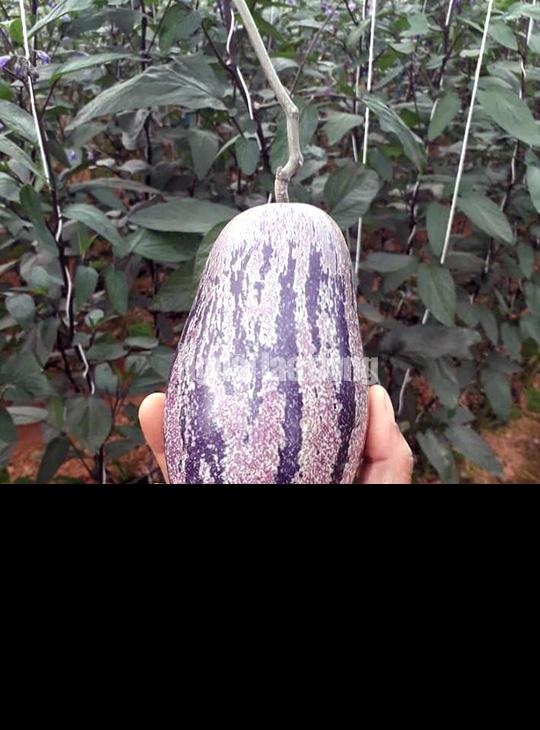 Kỹ sư trẻ trồng th&agrave;nh c&ocirc;ng dưa pepino t&iacute;m độc nhất Việt Nam - Ảnh 5.