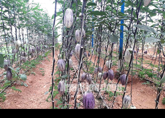 Kỹ sư trẻ trồng th&agrave;nh c&ocirc;ng dưa pepino t&iacute;m độc nhất Việt Nam - Ảnh 4.