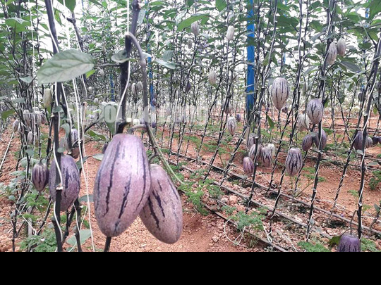 Kỹ sư trẻ trồng th&agrave;nh c&ocirc;ng dưa pepino t&iacute;m độc nhất Việt Nam - Ảnh 3.