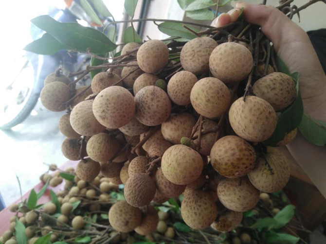 Nhãn lồng Hưng Yên chưa chín nhưng thị trường Hà Nội vẫn bày bán ‘nhan nhản’ Nhãn lồng Hưng Yên chưa chín nhưng thị trường Hà Nội vẫn bày bán ‘nhan nhản’