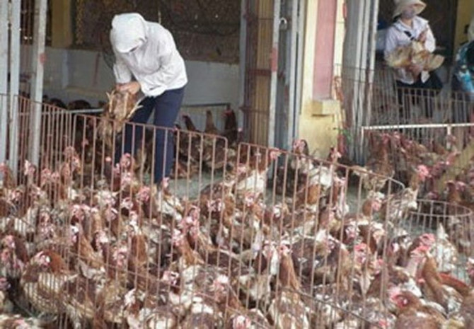 Gà Tàu đầu trọc, gà dai Hàn Quốc: Hàng thải về Việt Nam thành đặc sản