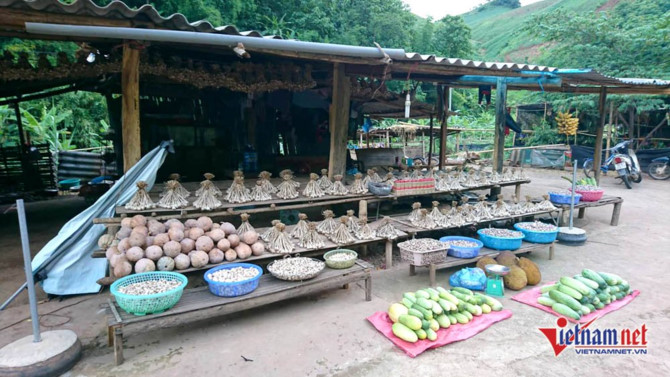 Sơn La,tỏi Sơn La,n&ocirc;ng sản sạch