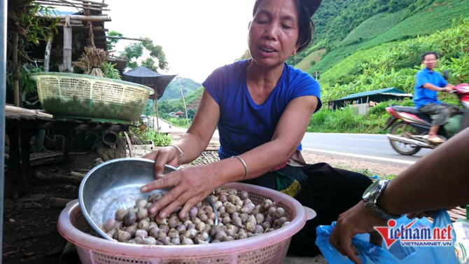 Sơn La,tỏi Sơn La,n&ocirc;ng sản sạch