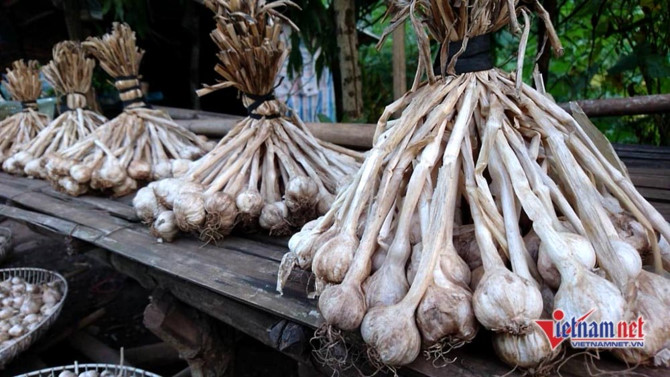 Sơn La,tỏi Sơn La,n&ocirc;ng sản sạch