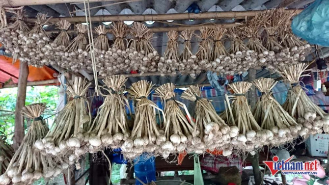 Sơn La,tỏi Sơn La,n&ocirc;ng sản sạch