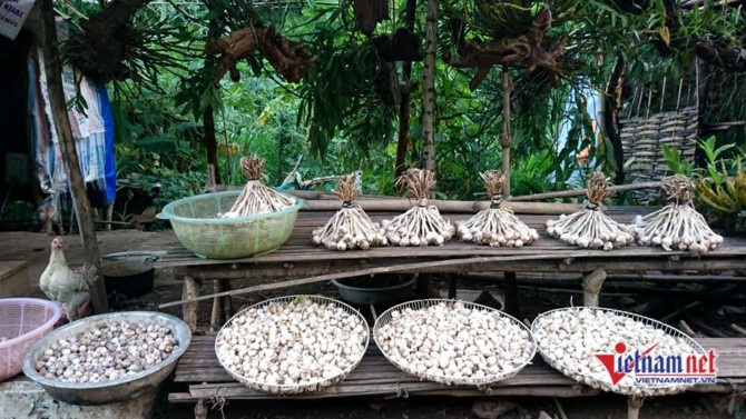 Sơn La,tỏi Sơn La,n&ocirc;ng sản sạch