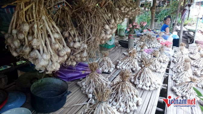 Sơn La,tỏi Sơn La,n&ocirc;ng sản sạch