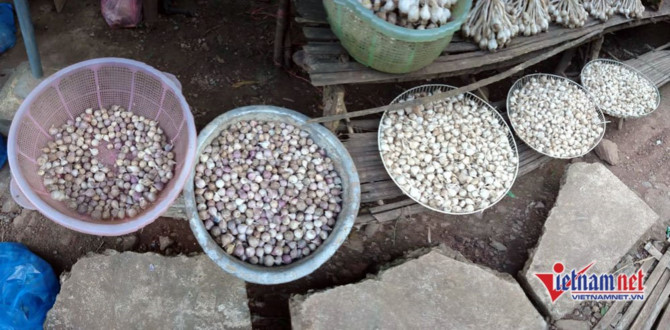 Sơn La,tỏi Sơn La,n&ocirc;ng sản sạch