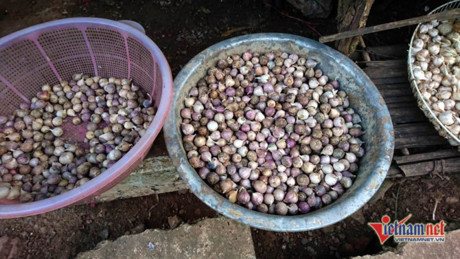 Sơn La,tỏi Sơn La,n&ocirc;ng sản sạch