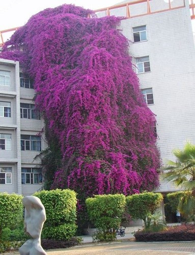 nhung ngoi nha dep nhu trong truyen co tich hinh 11
