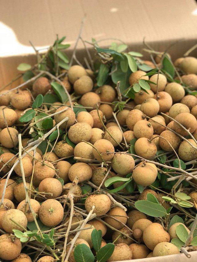 Nhãn bắp cải ở Vũng Tàu có gì đặc biệt mà giá gấp 10 lần nhãn thường? - Ảnh 10. Nhãn bắp cải ở Vũng Tàu có gì đặc biệt mà giá gấp 10 lần nhãn thường? - Ảnh 10.