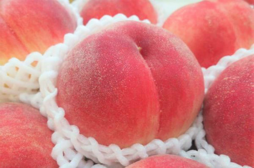 Những trái cây Nháºt có giá gấp chục lần hà ng Việt - 2
