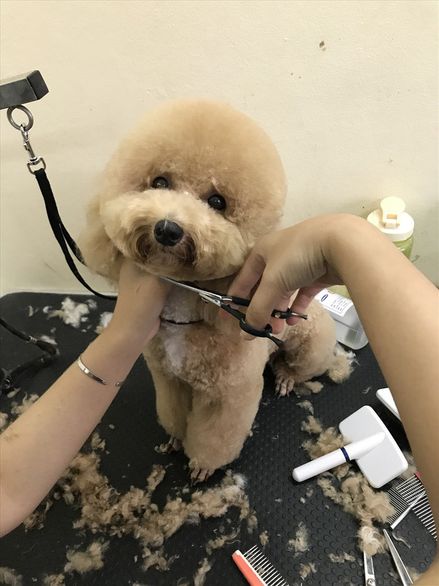 “Spa†là m đẹp cho thú cưng cháºt kÃn chá»—, “hốt bạc†dịp nghỉ lá»… Quốc khánh 2.9 - Ảnh 3.